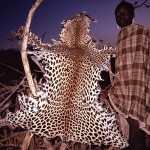 leopard-poacher-38171-150x150